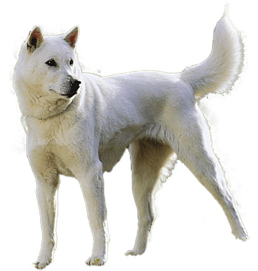 Kishu