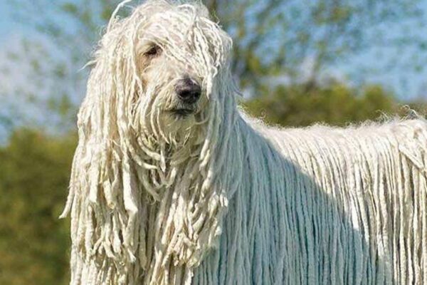 cuidados del Komondor