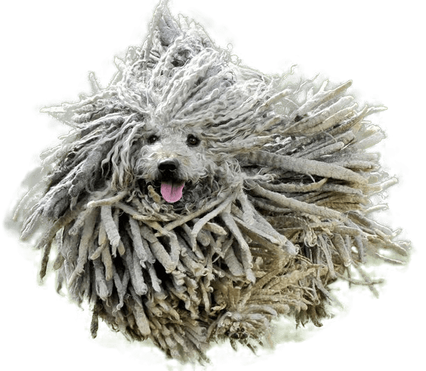 Komondor