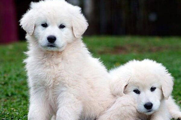 cuidados del Kuvasz