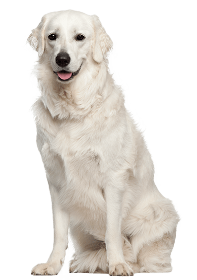 Kuvasz