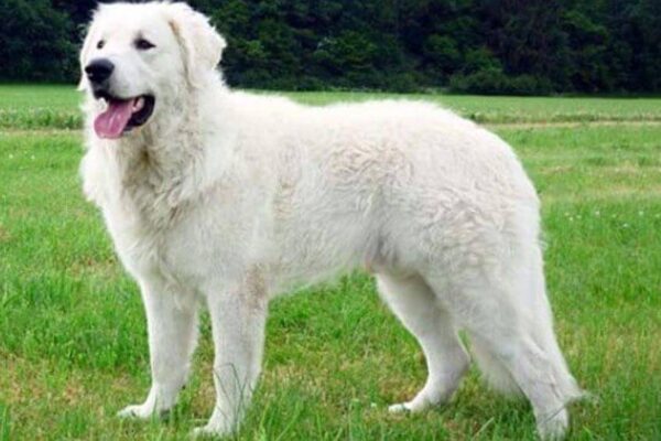 origen del Kuvasz
