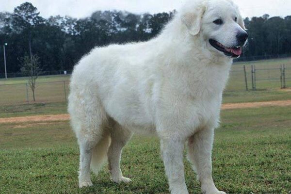 salud del Kuvasz