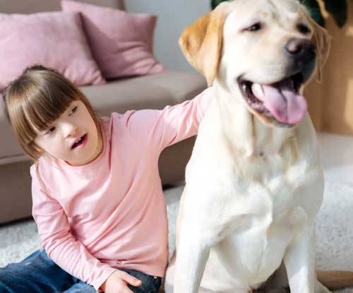 Labrador Retriever