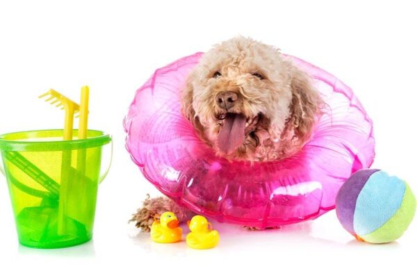 Como cuidar un Lagotto romagnolo