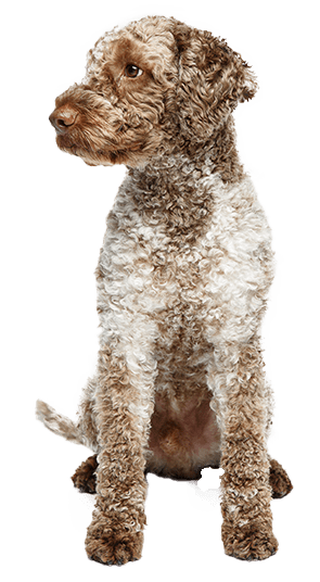 Lagotto romagnolo