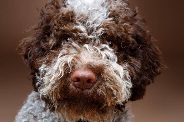 Origen del Lagotto romagnolo