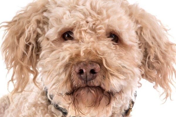 Temperamento del Lagotto romagnolo