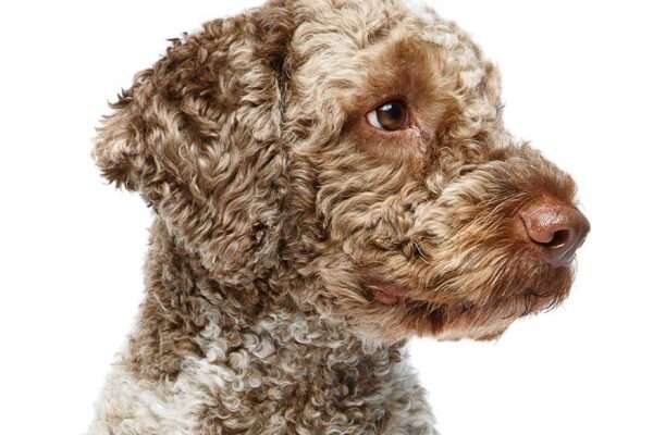Ventajas de un Lagotto romagnolo