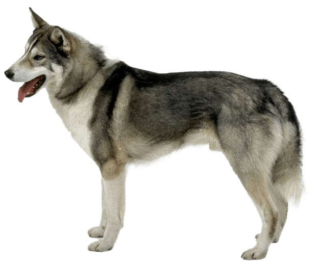 Laika de Siberia Occidental
