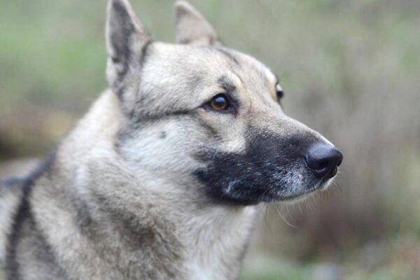 como entrenar un Laika de Siberia Occidental