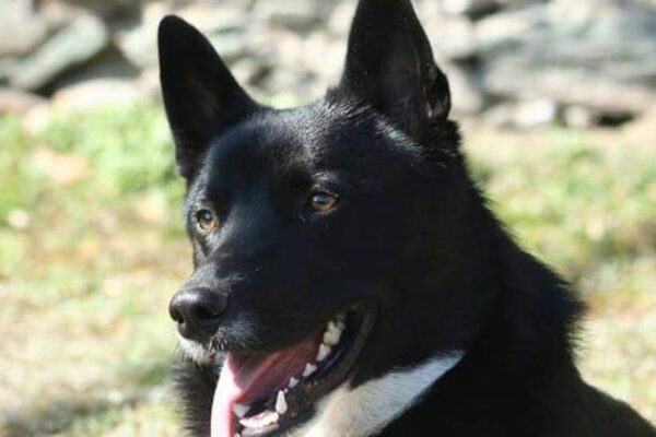 Laika ruso europeo