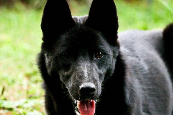 descripcion del Laika ruso europeo