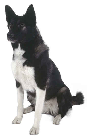Laika ruso europeo