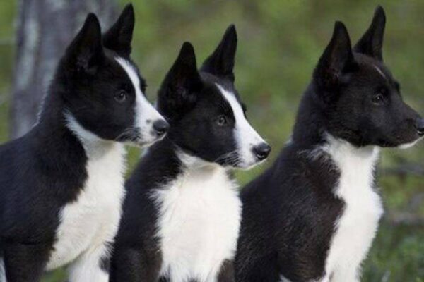 temperamernto del Laika ruso europeo