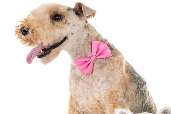 Lakeland terrier