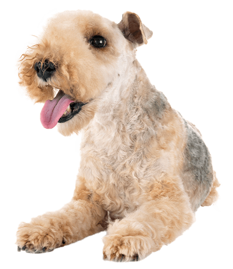 Lakeland terrier