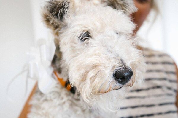 historia del Lakeland terrier