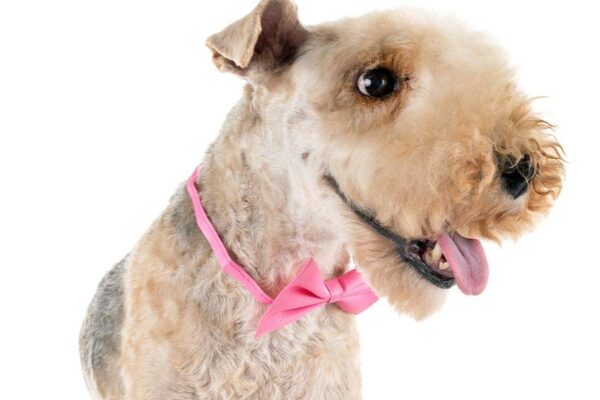 temperamento del Lakeland terrier