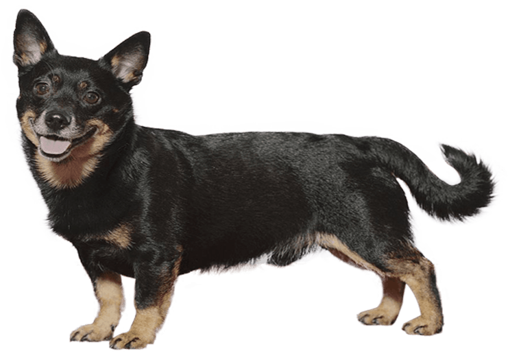 Lancashire Heeler