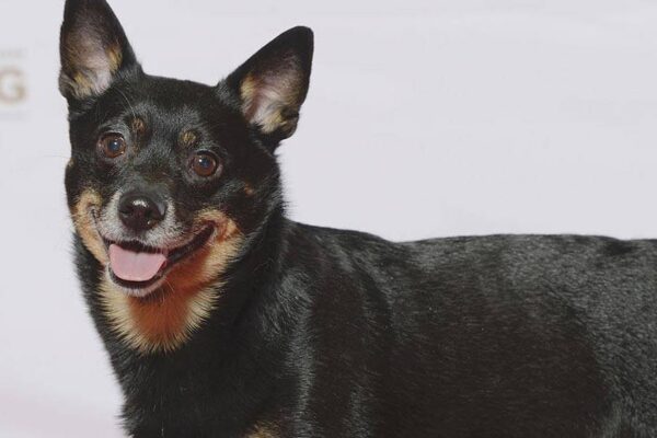origen del Lancashire Heeler