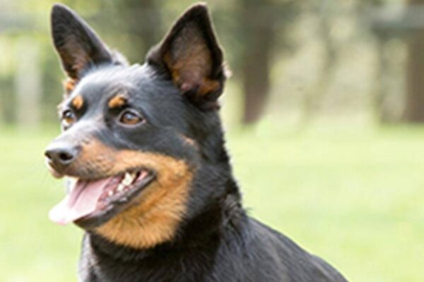problemas de salud del Lancashire Heeler