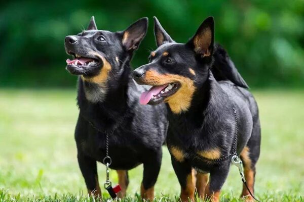 temperamento del Lancashire Heeler