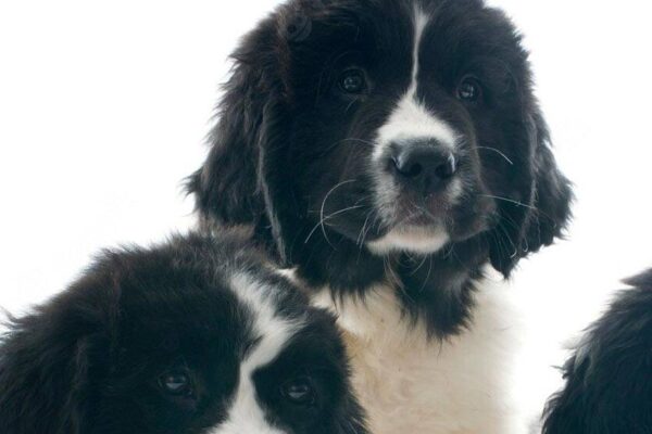 costos de un Landseer