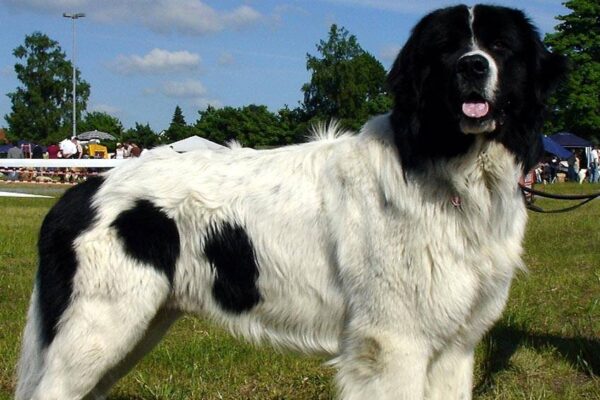 que es un Landseer