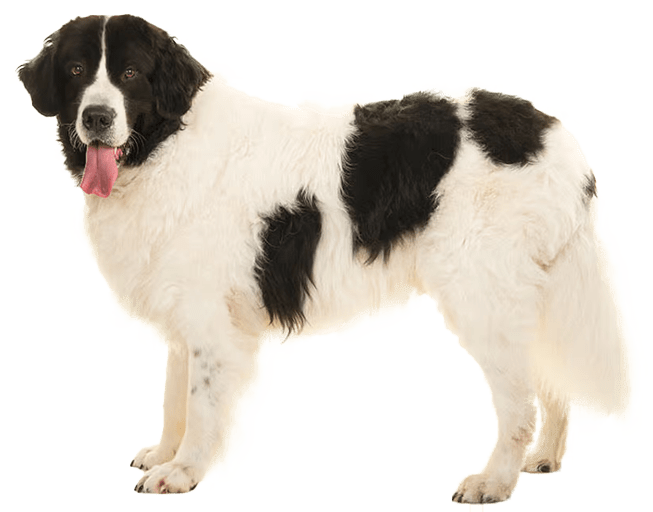 Landseer