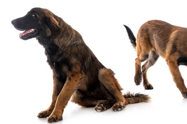curiosidades del Leonberger