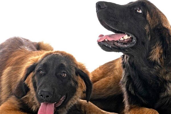 temperamento de un Leonberger