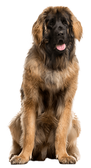 Leonberger