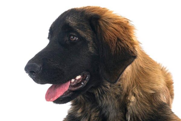 que los hace especiales a los Leonberger