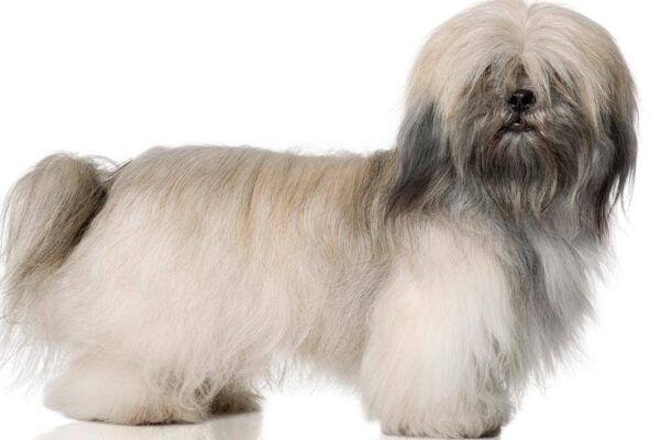 direrencias entre hembra y macho del Lhasa Apso