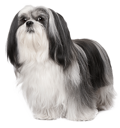 Lhasa Apso