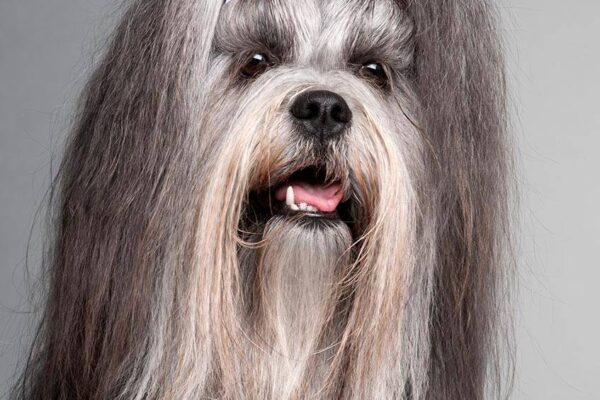 origen del Lhasa Apso