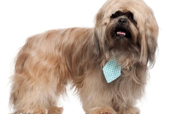 temperamento del Lhasa Apso