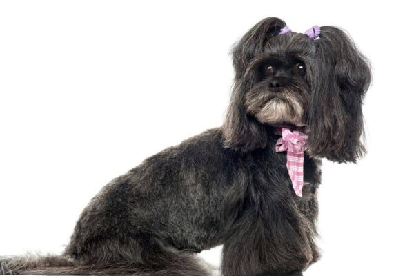 tipos de Lhasa Apso