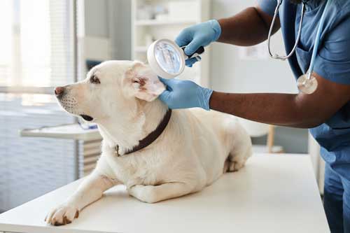 limpiar las orejas del perro