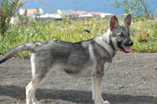 Lobito herreño