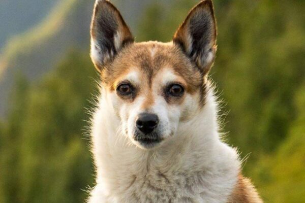 Lundehund