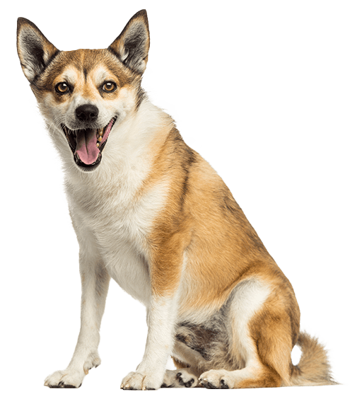 Lundehund