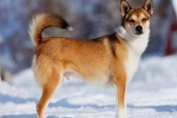 origen del Lundehund