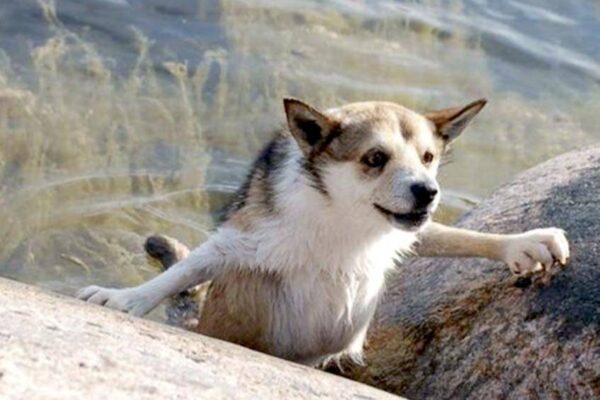 otras teorias del Lundehund