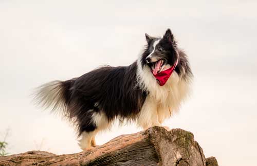 Mackenzie River Husky aspecto