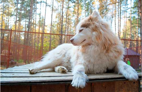 Mackenzie River Husky no reconocido