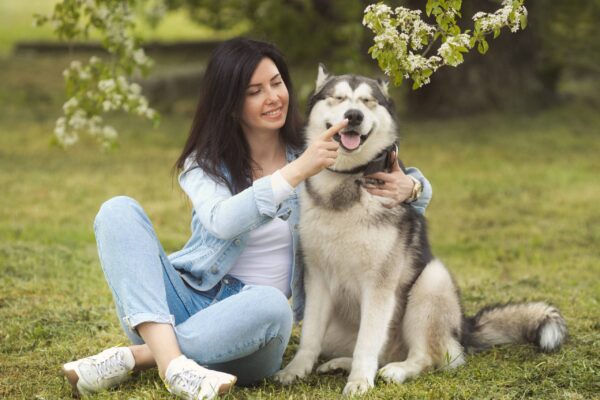 comportamiento de un Malamute de Alaska