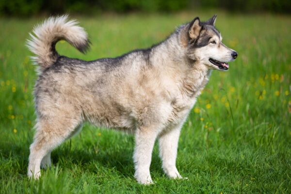 Malamute de Alaska