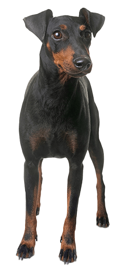 Manchester terrier